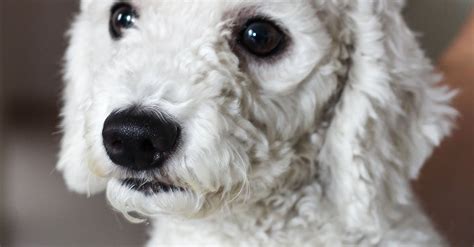 Adult White Toy Poodle · Free Stock Photo