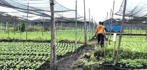 Petani Sayur Di Pontianak Keluhkan Harga Jual Sayur Rendah