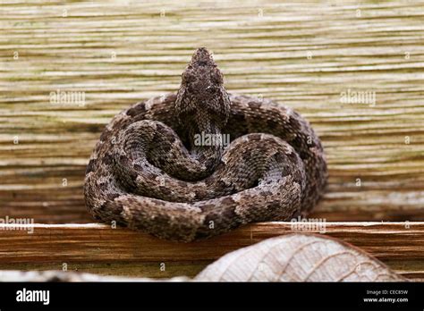 Young Fer De Lance Bothrops Asper Snake Surama Jungle Rupununi