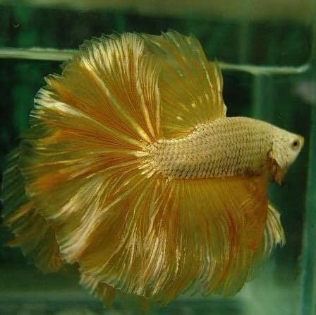 A Close Up Of A Fish In An Aquarium