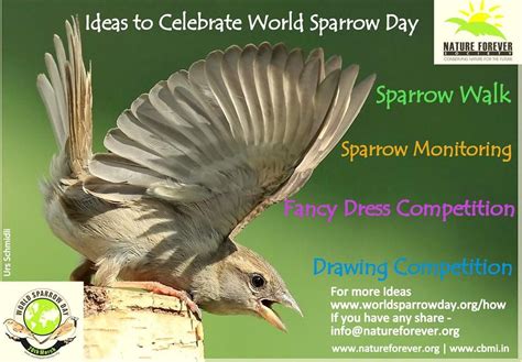 With World Sparrow Day Around The Corner March 20th We Have Charted