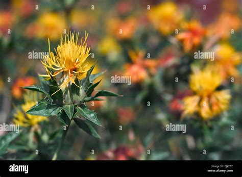 Safflower (Carthamus tinctorius L.) in flower Stock Photo - Alamy