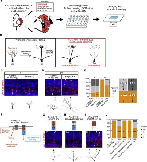 BMPR 2 Tail Domain Is Required For Dendrite Destabilization In Mitral