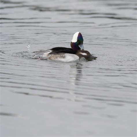 Bufflehead Swimming And Mating In A Seaside Pond Stock Photo Image Of