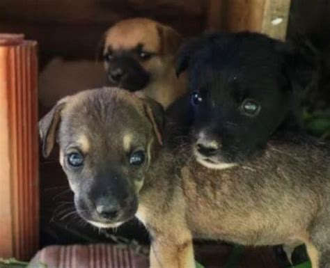 Câmera Flagra Abandono De Cães Em Rua De Itaboraí