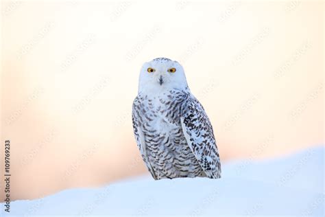 Snowy Owl Nyctea Scandiaca Rare Bird Sitting On The Snow Winter