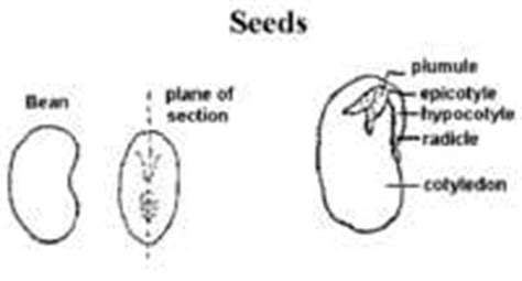 The germination process of a dicot seed