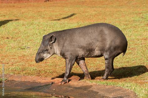 A anta Tapirus terrestris é o maior mamífero terrestre do Brasil