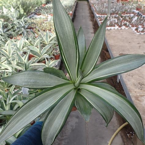 Agave Desmetiana Cv Silver Star Uhlig Kakteen More Than 5 000