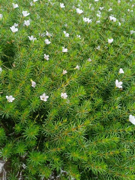 Bacopa Myriophylloides Tanaman Aquascape Per 100 Batang Lazada Indonesia