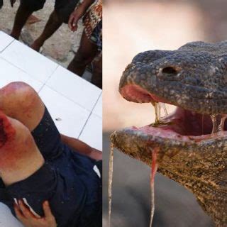 Komodo Dragon Facts and Pictures