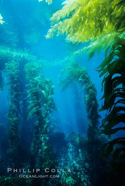 Giant Kelp Macrocystis Pyrifera San Clemente Island California