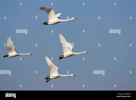 Flying Whooper Swans Stock Photo Alamy