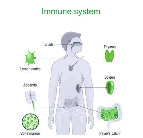 Come Funziona Il Sistema Immunitario Il Nostro Scudo Contro Le