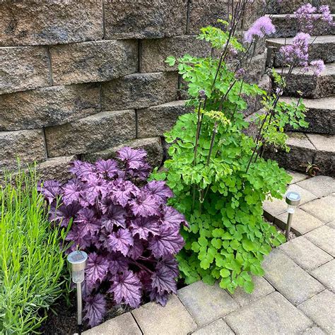 Heuchera Grande™ ‘amethyst Terra Nova® Nurseries Inc