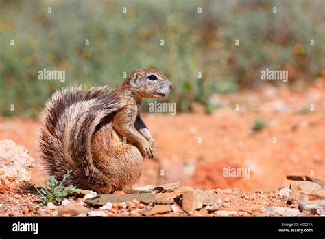 Suslik Sudafricano Cabo Suslik Geosciurus Inauris Xerus Inauris