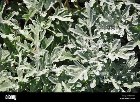 Silver Wormwood Artemisia Stelleriana Stock Photo Alamy