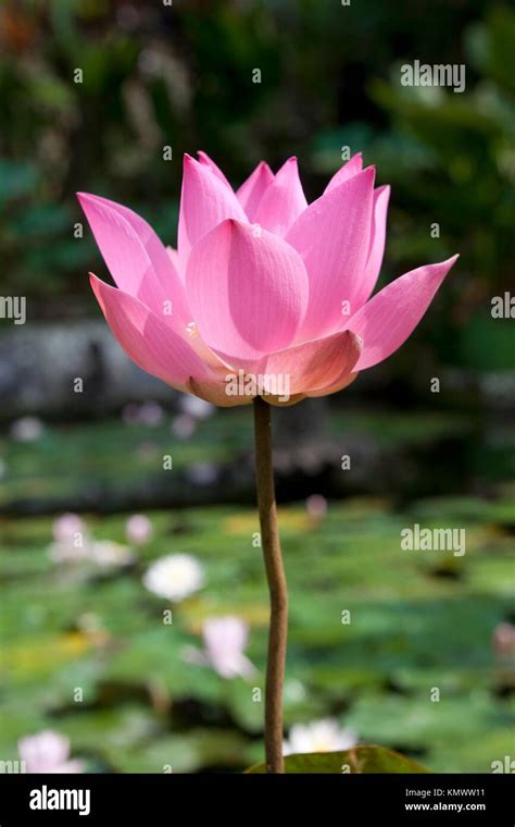 Pink Lotus Flower Close Up Stock Photo Alamy