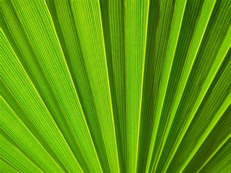 Green Palm Leaf Detail Free Stock Photo Public Domain Pictures