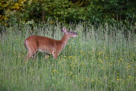 Cerf Biche Mâle Photo gratuite sur Pixabay Pixabay