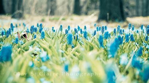 Depth Of Field Photography Of Blue Petaled Flowers HD Wallpaper