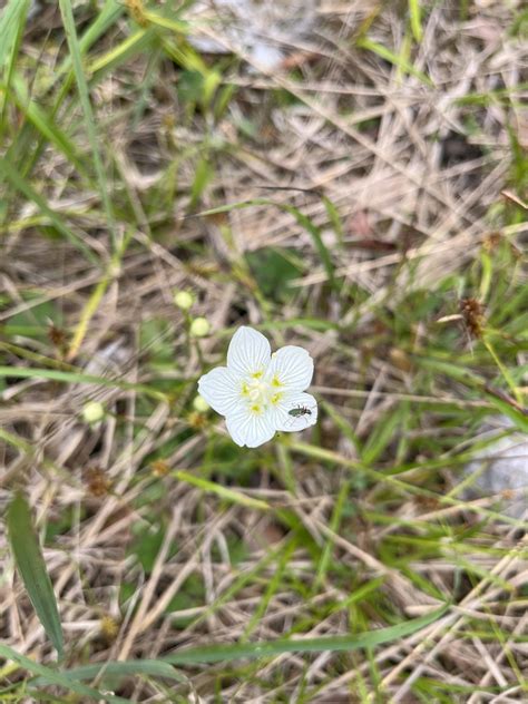 Marsh Grass Of Parnassus From Gr Nau Im Almtal Ober Sterreich At On