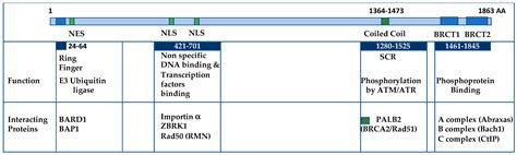 Ijms Free Full Text Brca1 The Versatile Defender Molecular To