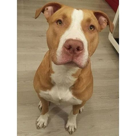 Jamais Sans Mon Chien Layron 9 Mois Rednosepitbull