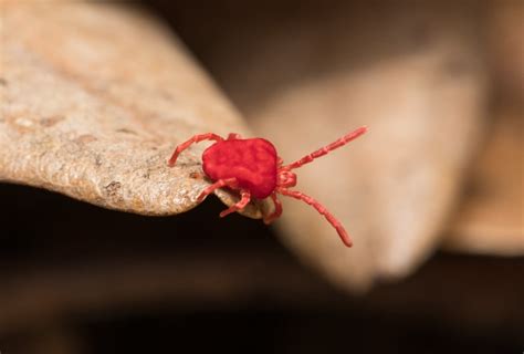 What are Clover Mites? - Pointe Pest Control: Chicago Exterminator ...