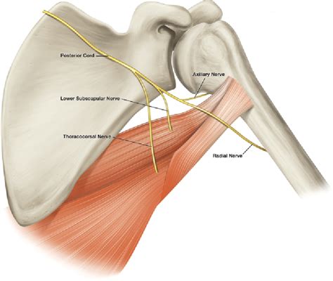 Figure From Combined Latissimus Dorsi And Teres Major Tendon