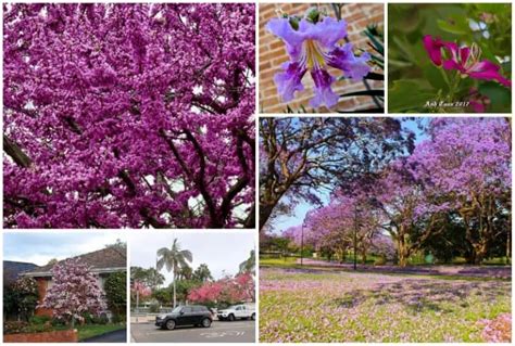 6 Purple Trees in Florida (not Just the Jacaranda)