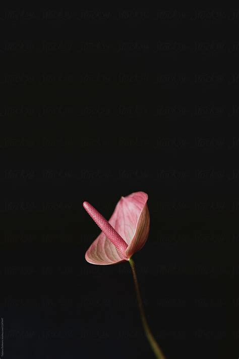 Anthurium Flower By Stocksy Contributor Tatjana Zlatkovic Stocksy