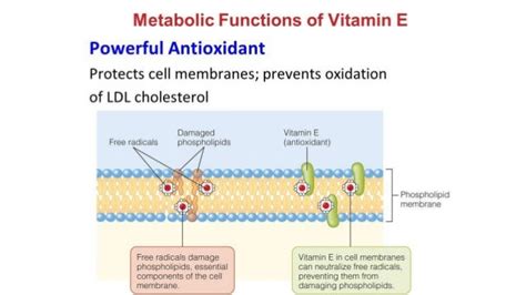 Metabolic Functions Of Vitamin E Powerful Antioxidant