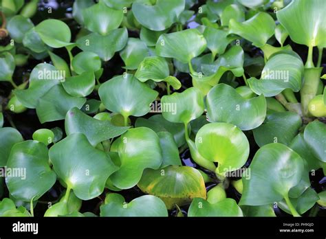 Water Hyacinth Eichhornia Crassipes Stock Photo Alamy