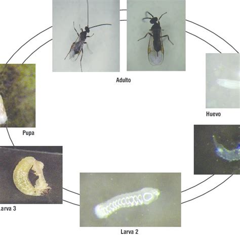 Pdf Biology And Life Cicle Of Apanteles Gelechiidivoris Hymenoptera Braconidae Parasitoid