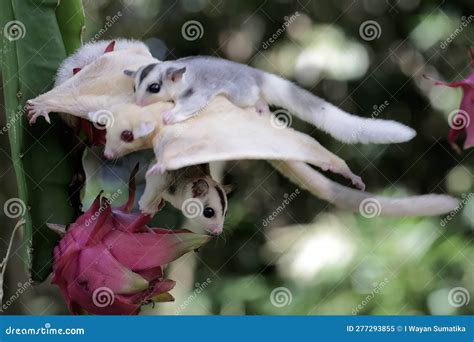 An Albino Sugar Glider Mother Is Gliding Towards A Ripe Dragon Fruit On