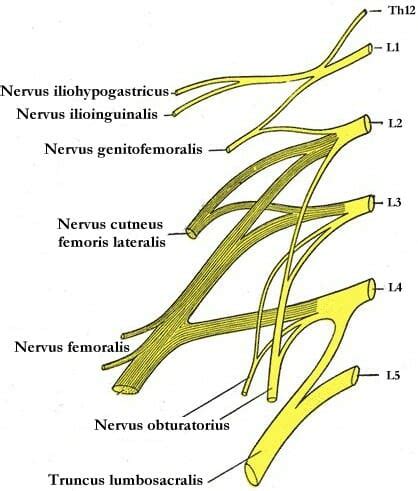 Plexus Lumbosacralis E Learning Mit Lecturio