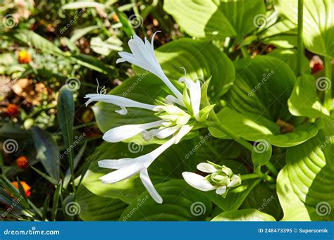 The Flowering Hosta Bushes Stock Image Image Of Hostas 248473395