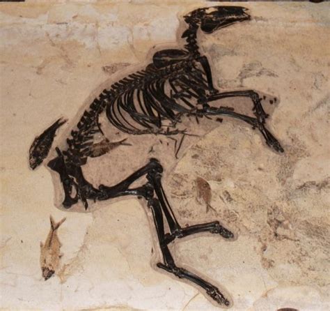 A handsome fossil horse! For sale! Get it now! | Fossils, Fossil ...