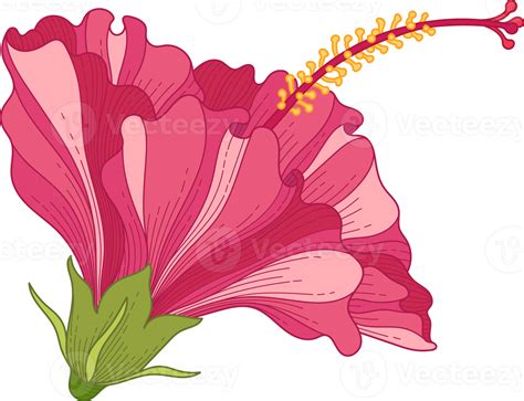 Hand Drawn Pink Hibiscus Tropical Flower 10173877 Png