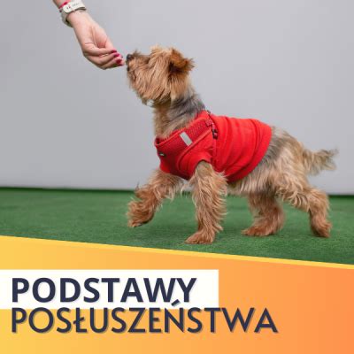 Pos Usze Stwo Psa Szkolenia Dla Pocz Tkuj Cych Oraz Zaawansowanych