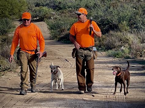 California Valley Quail (Ensenada area) – Baja Hunting