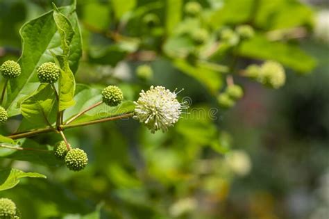 Cephalanthus Occidentalis Mexical White Flowering Plant Bright