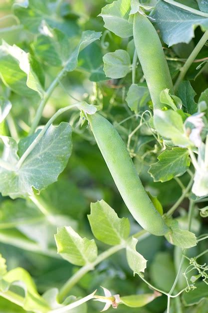 Planta Joven De Guisantes Verdes Con Vainas De Guisantes En El Huerto