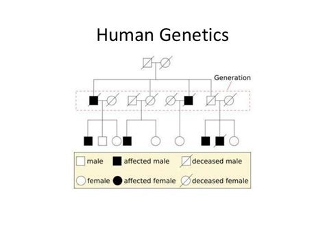 Human genetic inheritance patterns