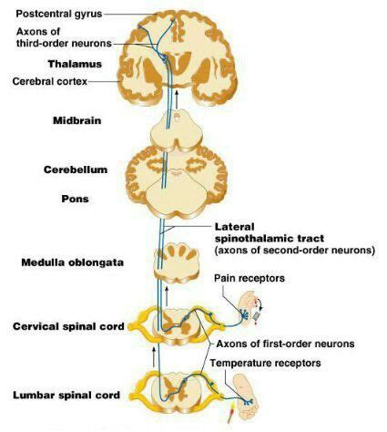 Pin By Amanda Johnson On CRNA School Fun Spinothalamic Tract Nursing