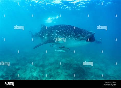 Underwater Wildlife Animals Underwater Animals Ocean Reef Coral