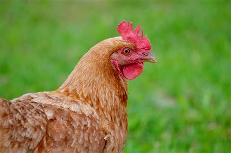 Huhn Tierportrait Geflügel Kostenloses Foto auf Pixabay