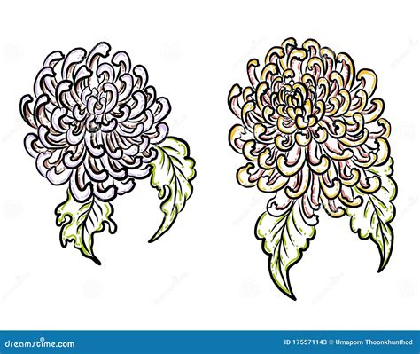 Chrysanthemum Flower Vector For Tattoo Designtraditional Japanese