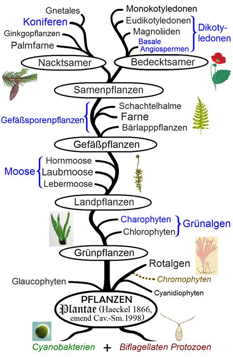 Pflanzen Anthrowiki